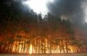 Особое внимание на меры по недопущению лесных пожаров 