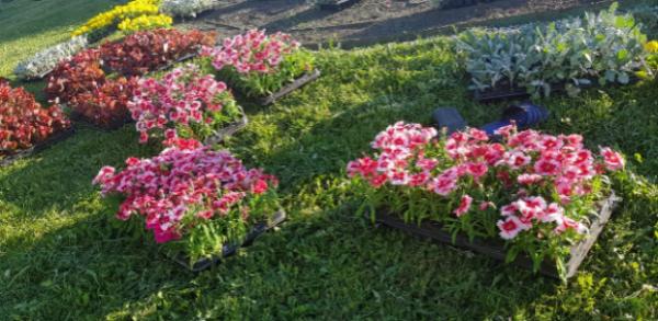 Более 100 тысяч цветов украсят парки и скверы Когалыма 