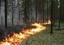 Четыре из восьми лесных пожаров – по вине человека