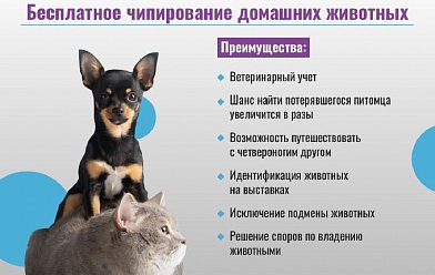  Бесплатное чипирование собак для всех категорий граждан - владельцев собак